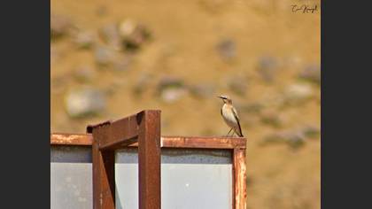 Northern Wheatear