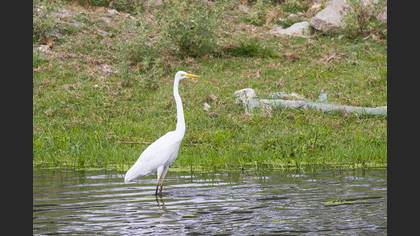 Great Egret