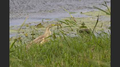 Squacco Heron