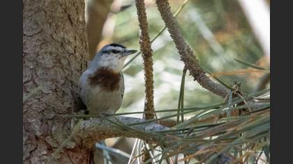Krüper`s Nuthatch