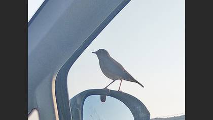 Thrush Nightingale
