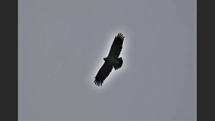 Lesser Spotted Eagle