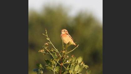 Whinchat