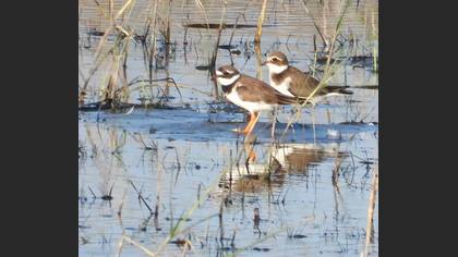 Common Ringed Plover