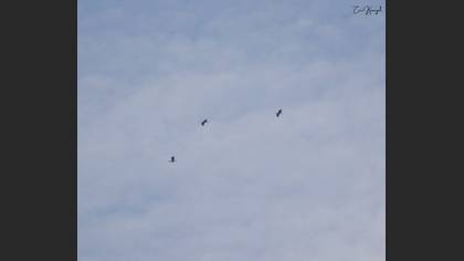 Black Stork
