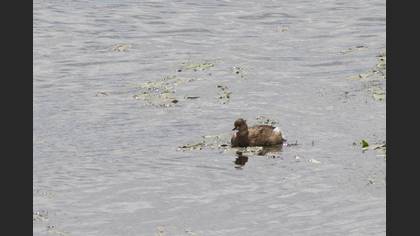 Little Grebe
