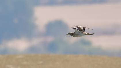 Eurasian Stone-curlew