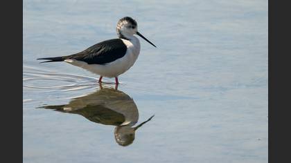 Black-winged Stilt