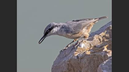 Western Rock Nuthatch