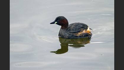 Little Grebe