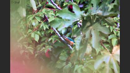 Common Kingfisher