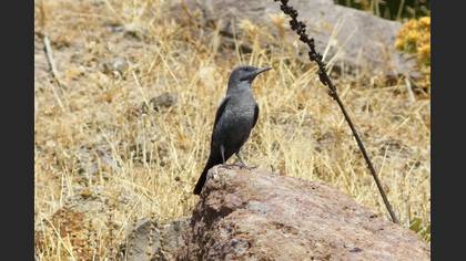 Blue Rock Thrush
