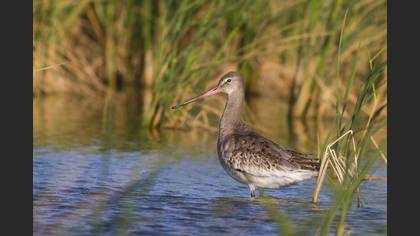Black-tailed Godwit