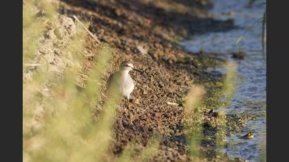 Wood Sandpiper