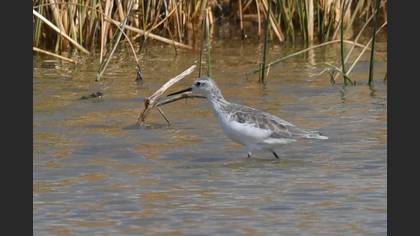 Marsh Sandpiper