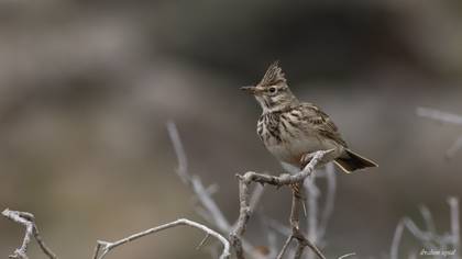Crested Lark