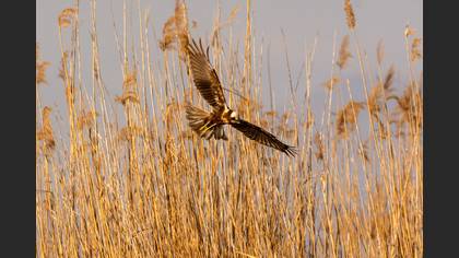 Western Marsh Harrier