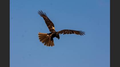 Western Marsh Harrier