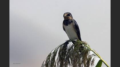 Barn Swallow