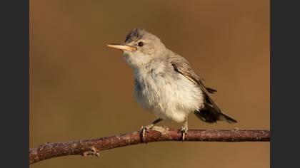 Olive-tree Warbler