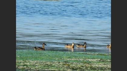 Garganey