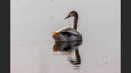 Mute Swan