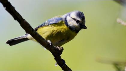 Eurasian Blue Tit