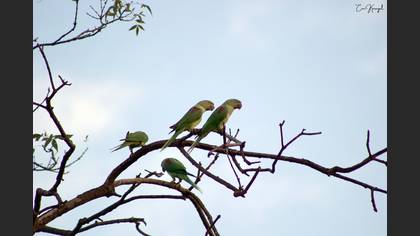 Alexandrine Parakeet