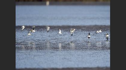 Dunlin