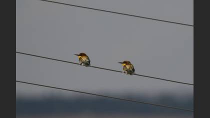 European Bee-eater