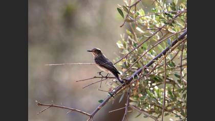 Spotted Flycatcher
