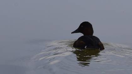 Ferruginous Duck