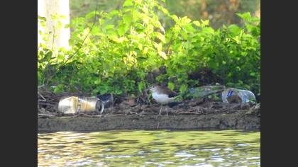 Green Sandpiper