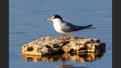 Little Tern