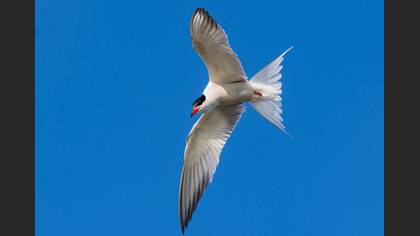 Common Tern