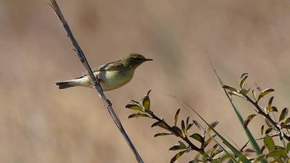 Willow Warbler