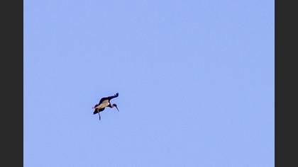 Black Stork