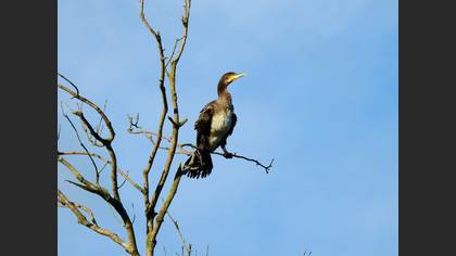 Great Cormorant