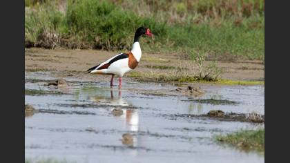 Common Shelduck