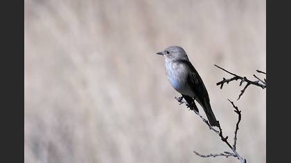 Spotted Flycatcher