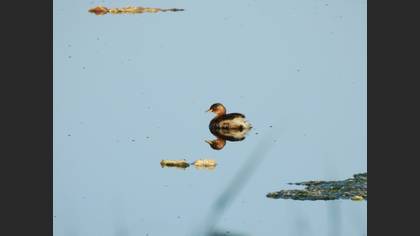 Little Grebe