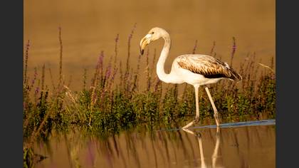 Flamingo