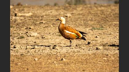 Ruddy Shelduck