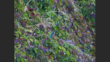 Common Kingfisher