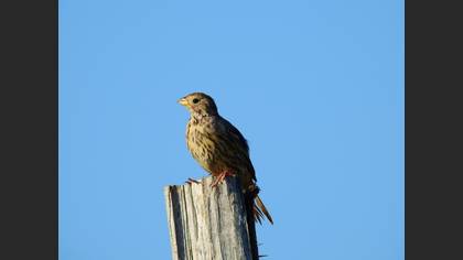 Corn Bunting