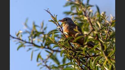 Cretzschmar`s Bunting