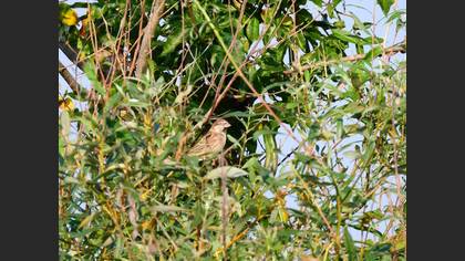 Spanish Sparrow