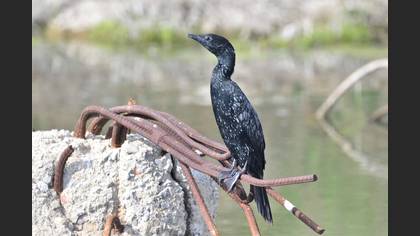 Pygmy Cormorant