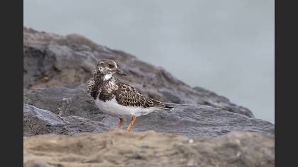 Ruddy Turnstone