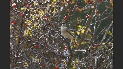 Common Redstart